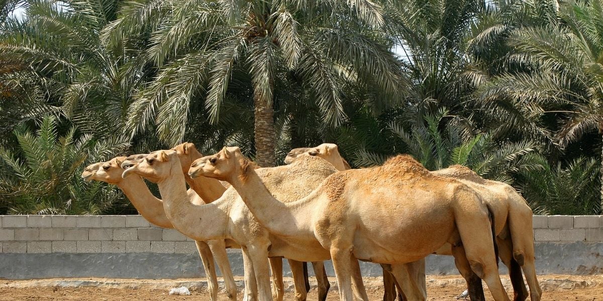 See camels in Bahrain