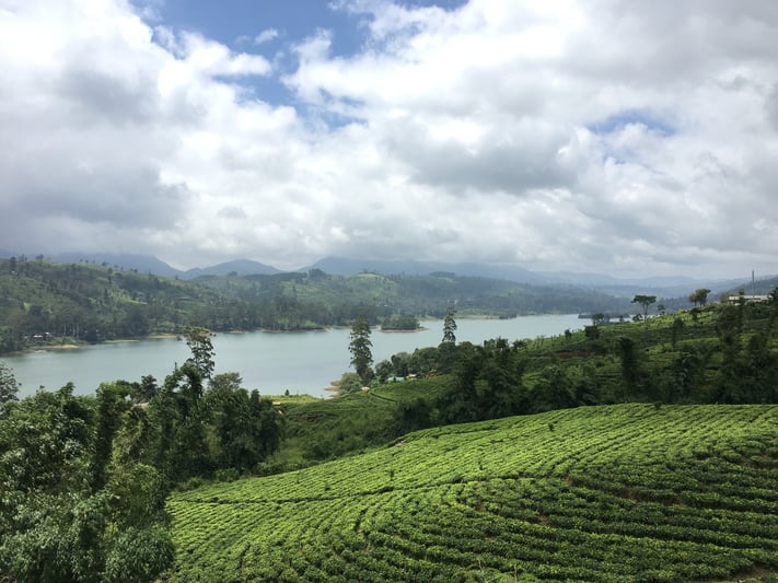 Tea Country Sri Lanka