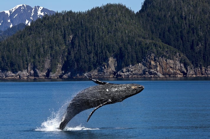 whale watching makes you feel alive