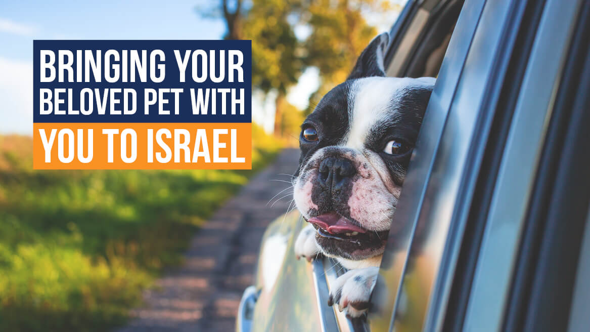 Bringing Your Beloved Pet with You to Israel header
