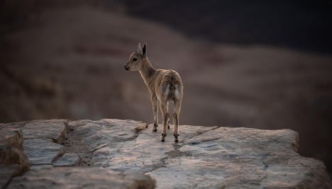 baby ibex